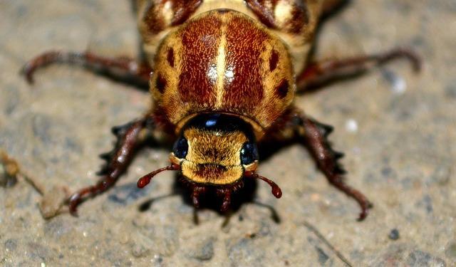 Lopen er kakkerlakken rond uw huis?